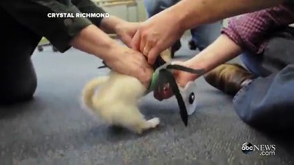Two-Legged Puppy Gets 3-D Printed Wheels