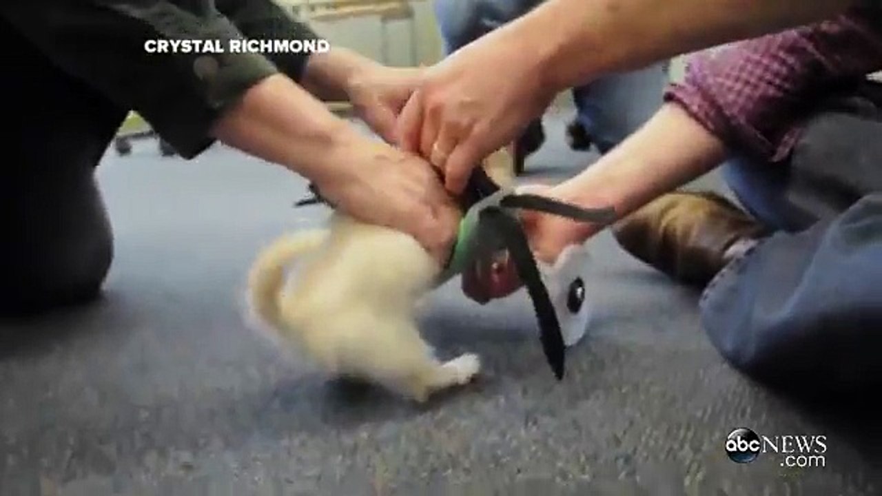 Two-Legged Puppy Gets 3-D Printed Wheels