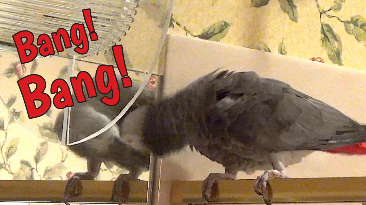 Frustrated parrot bangs his head on mirror
