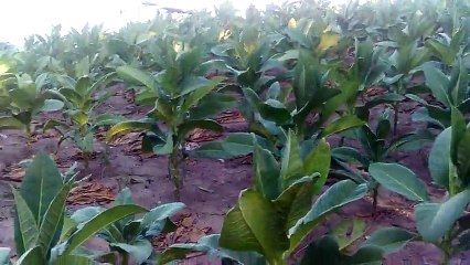 Tanam tembakau di pinggir bengawan