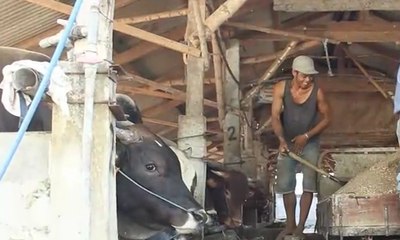 Peternak Lamongan Manfaatkan Aplikasi untuk Jual Sapi