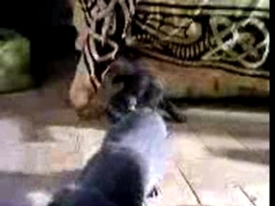 Chiots Dobermann (4)