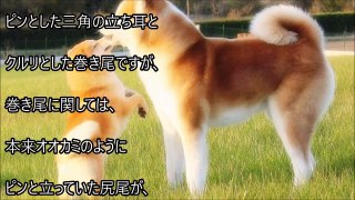 【海外の反応】海外が賞賛「キャーーー可愛過ぎ！！」海外で日本犬が人気の理由とは！？日本犬の素晴らしさに世界が感嘆！「へーーーだから日本犬って人気なんだね.」