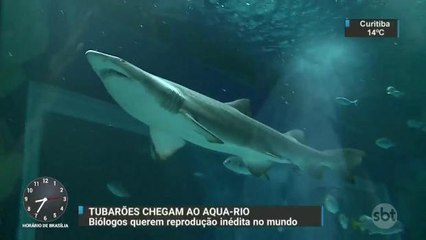 Dois tubarões vindos dos EUA chegam ao AquaRio