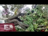 Continúan estragos por fuertes vientos en la Ciudad de México / Ricardo Salas