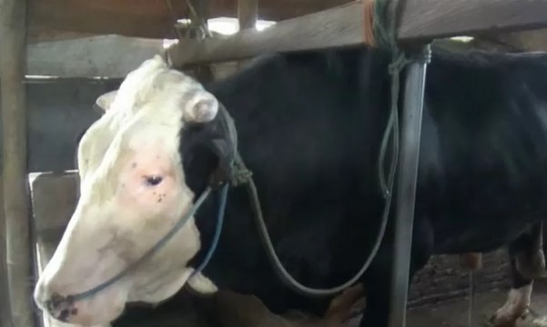 Sapi Jenis Simental Jadi Pilihan Presiden Joko Widodo