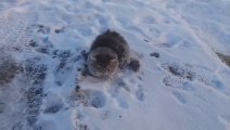 Un pauvre chat piégé dans la glace va etre secouru de justesse