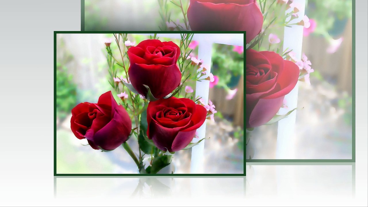 We introduce to you about the rose flowers - Icon of the love.
