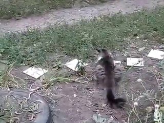 Как крыса на кошку напала