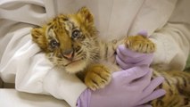 Smuggled tiger cub finds new home after being discovered at US-Mexico border