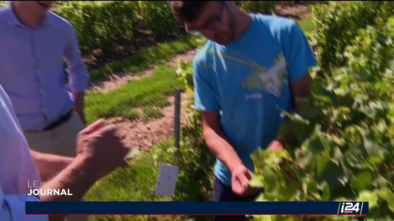 La viticulture française s'intéresse aux drones