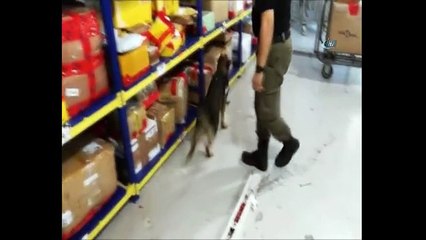 Uyuşturucuyu pikeye emdirdiler ama  gümrük muhafazadan kaçamadılar