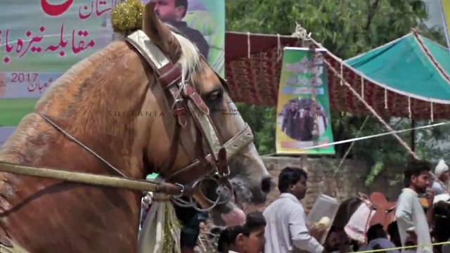 Sahibzada Sultan Bahadar Aziz Sb, a Member of international tent pegging team of Pakistan