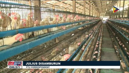 Transmission rate ng Bird Flu virus, mababa ayon sa DA