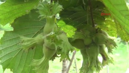 Giresun Fındık Üreticisi TMO'nun Fiyatlarını Yeterli Bulmadı