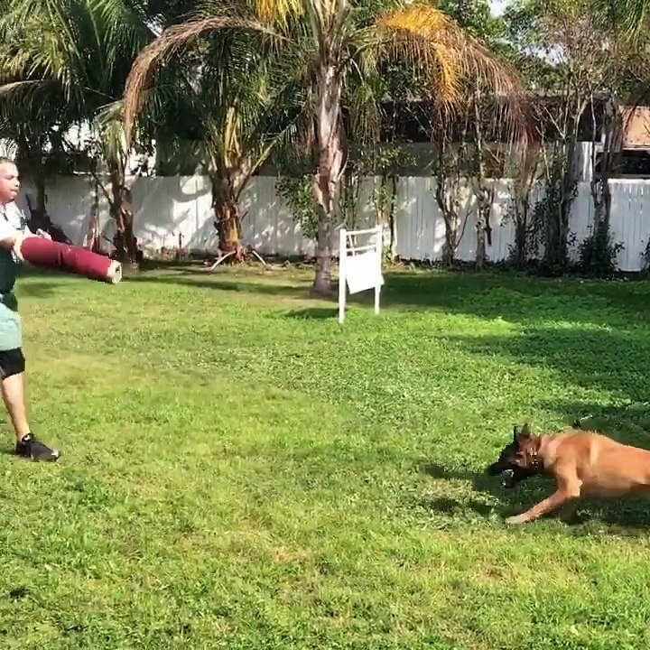 TAZ - K9 Training and Sales 561-791-9622-HD
