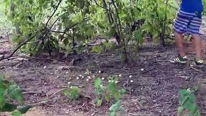 Guilherme aprontando com o rei das serpentes 3