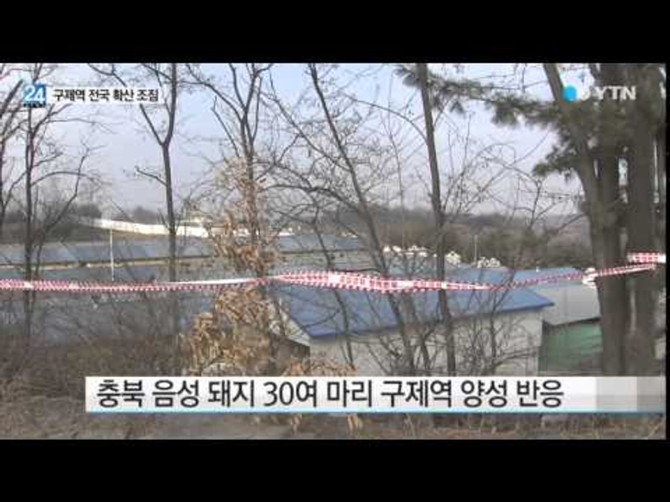 의성·안동·음성 줄줄이 구제역 확진...확산 우려 / YTN