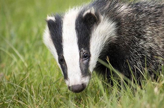 BBC Radio 4 - Farming Today - badger cull expected to start within the next few days 25Aug17