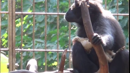 INSOLITE ! Ce que vous allez voir sur cette vidéo relève de l'anormal. Ce singe adopte un(...)