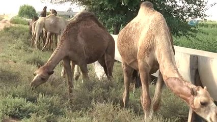 Kurbanlık Develer Alıcılarını Bekliyor