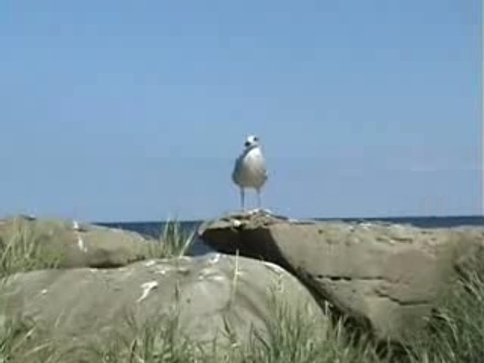 Mon ami la mouette