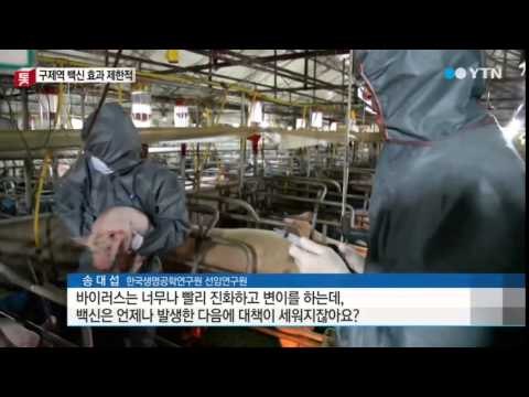 구제역 바이러스 변이...백신 효과 제한적 / YTN