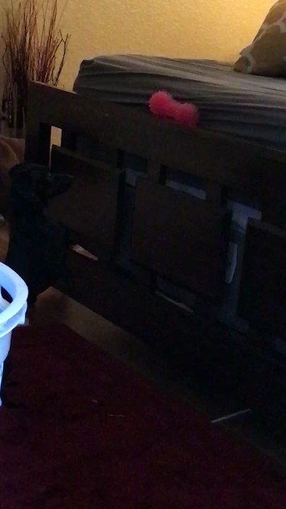 Cutest dog trying to get her toy and big sister is no help