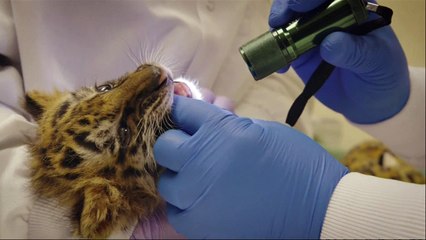 Bengal tiger cub rescued from a teenage American smuggler