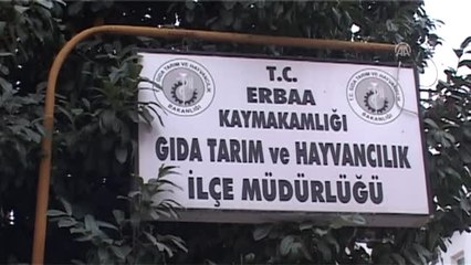 Tokat'ta Yavru Karaca Tedavi Altına Alındı