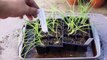 How to Grow Scallions ( Bunching, Spring, & Green Onions ) - Seed to Kitchen!