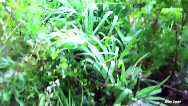 Bị mẹ đẻ bỏ rơi, chú mèo con may mắn được mẹ mèo bỉm sữa tốt bụng nhận nuôi