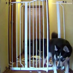 cute puppys
