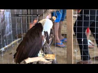 Penangkaran penyu Tanjung Benoa - IMS