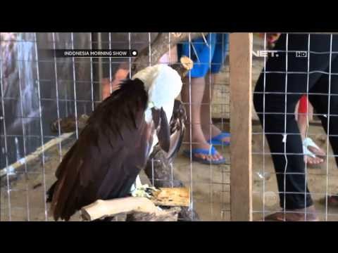 Penangkaran penyu Tanjung Benoa - IMS