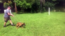 FOR SALE -  Belgian Malinois - & Months Old Dual Purpose & Single Pupose Available - 561-791-9622