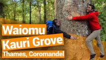 Waiomu Kauri Grove, Coromandel – New Zealand’s Biggest Gap Year – Backpacker Guide New Zealand