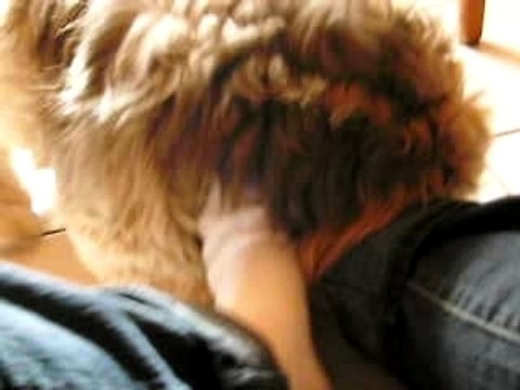 Une grande histoire d'amlour entre un chien et mes pieds