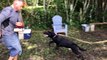 Black Malinois (6 Months Old) FOR SALE - 561-791-9622