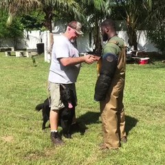 PROTECTION TRAINED DOGS - FOR SALES - 561-791-9622