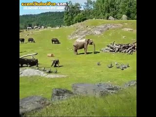 Kuşları Kovalarken Düşüp Annesine Koşan Bebe Fil