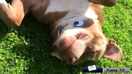 Funny Moments In Real Life 2017 - Best Funny Prank Fails Videos Ever