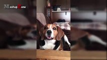 Talking Dogs - A Funny Talking Dog Videos Compilation 2016
