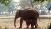 Elephant Digs A Hole For 11 Hours, What She Pulls Out… OMG.