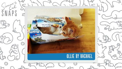 Kittens Being Cute Compilation  - Simon's Cat | Snaps