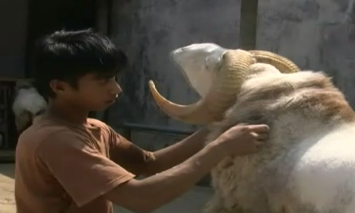 Jelang Idul Adha, Berkah bagi Jasa Salon Hewan Kurban