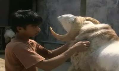 Jelang Idul Adha, Berkah bagi Jasa Salon Hewan Kurban