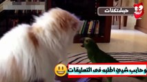 تحدى قطط vs الطيور- اضحك من قلبك على القطط والطيور- موسم ديسمبر 2016 #11