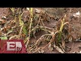 Cambio climático la mayor amenaza para los cultivos en Tlaxcala / Mariana H