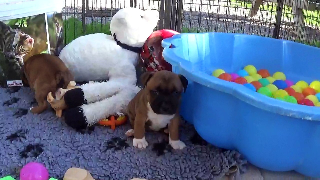 62ème Vidéo Les petits staffies de STAFFORDLAND